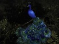 Peacocks -  Pavoni