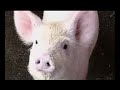 Tribute to a great pig