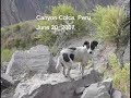 Come with us, Canyon Colca, part 2