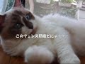 ??????????(=^?^=) disagreeable fence