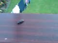 Steve(the bug) being escorted off site