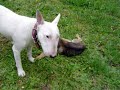 Esperanza busca un Hogar