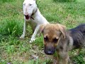 Esperanza busca un Hogar