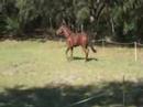 ML Zippos Venture Lead Changes/Pasture Fun