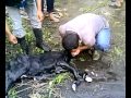 pedet aneh dan nyata serta ajaib lahir dengan kaki 6.mp4