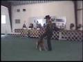 Golden Retriever Rookie -- Early Western Freestyle Routine