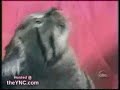 Can You Speak Cats??? Can You Speak Cats???