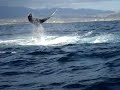 Ballenas Ballenas