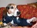 Bernice the Coon Hound - ADOPTED!