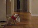 Tamra Maew Halloween Movie Tamra Maew Halloween Movie