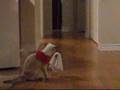 Tamra Maew Halloween Movie