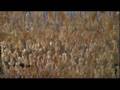 Palestine's haunting Nakba art installation - 15 May 08