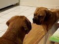 Puggles Nacho and Boots Square Off....As Usual