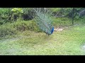 Click here to watch this video Peacock in the wild. Crandon Park, Key Biscayne.