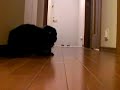[�ȥ�����Ԥ�����������]ï�����ȥ��������ȡ���������Ԥ��ޤ������ۤ��Ƥ�ߤ����Ǥ���