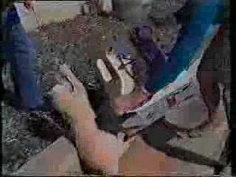 Cat uses man biscuits as a scratching post. YouTube Preview Image