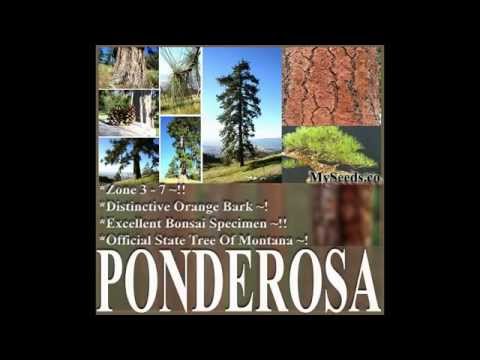 how to transplant ponderosa pines