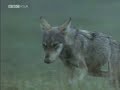 bbc wildlife special: wolves   part 3 of 5