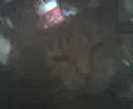 my cats my cats