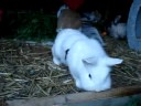 Bunnys