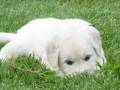 videos de Our Sweet Puppy Bo  Chapter 1   (0-10 weeks)