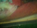Dentro del acuario de mis tortugas 2
