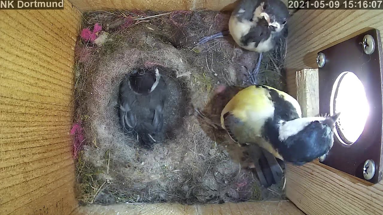 Vorbereitungen aufs große Finale! Unruhige Zeiten für Meisenmutti | Tag 16 | 09.05.2021