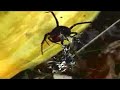 The Black Widow Spider vs. The Bald (Black) Faced Hornet PROFANITY