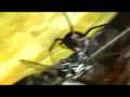 The Black Widow Spider vs. The Bald (Black) Faced Hornet PROFANITY