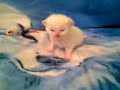 Persian Kitten (2 weeks, 4 days old)