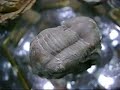 Fosiles antiguos de Trilobites