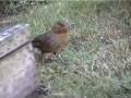 Brave Bird