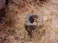 An? harabeleri