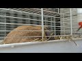 les petites frimouses de cahty