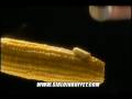 videos de Spot Tv sirlone 20 seg ritmo TJ