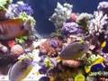 1200 gallon reef at 9000 feet