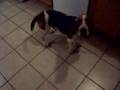 Basset Hound video