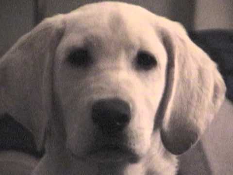 A Thank You Video – My Yellow Lab Puppy – siapeace.com