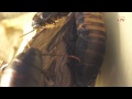 Insekten & Riesenspinnen