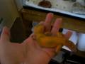 videos de Legal Marijuana ? and Leopard Geckos!