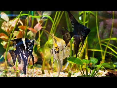 video-linktoworks-How to Clean Algae from a Fish Tank | Aquarium Care