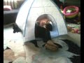 Hibah plays in her tent with Sherfu Khalujhan