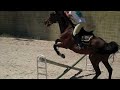 new horse