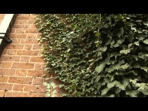 how to eliminate english ivy