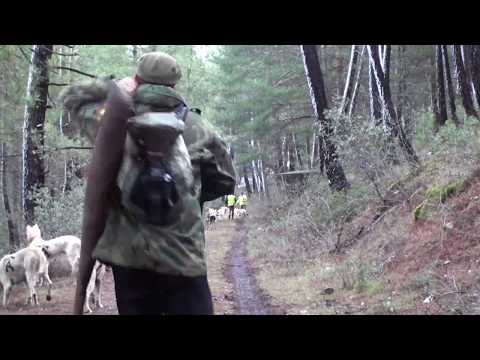 caza - Espectacular caza de Jabalí con perros, en esta ocasión el equipo de cazaconnosotros, acompaña a nuestro amigo Jose Vicente y su rehala de perros en una mont...