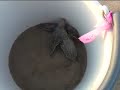 Leatherback Turtle Hatchery