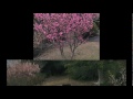 Click here to watch this video 3月 3日, 2010年 生石公園の梅林.wmv