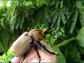 The Biggest in Mexico - Elephant Beetle (Megasoma elephas)