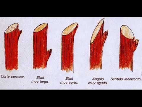 Cómo Podar una Vid
