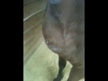 Pigeon Breast Fever Pus Spurts